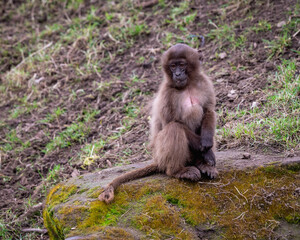 Baby Gelada monkey Exploring its Surroundings