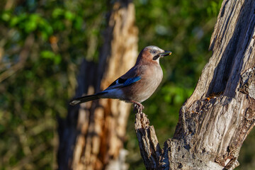 A Eurasian jay perched on a tree branch in a forest setting.