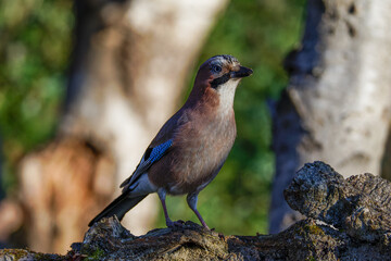 A Eurasian jay perched on a tree branch in a forest setting, with blurred green foliage in the background, capturing the bird's distinctive blue wing feathers and alert posture.