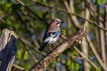 A Eurasian jay perched on a tree branch in a forest setting.
