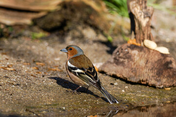 A eurasian chaffinch (Fringilla coelebs) stands by a water's edge on a sunny day, showcasing its colorful plumage.
