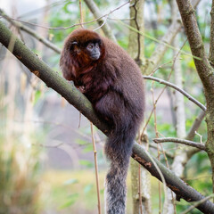 Red Howler Monkey Resting on Tree Branch