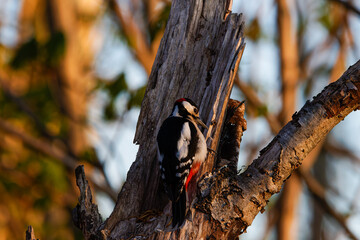 A woodpecker perched on a weathered tree trunk, pecking at the wood. The background features blurred greenery and soft sunlight filtering through the trees, creating a serene natural setting.