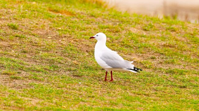 Red-Billed Gull Standing on Grassy Slope