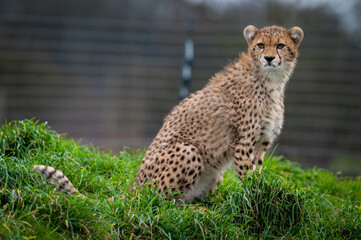Adorable Young Male Cheetah Relaxing in Grassland