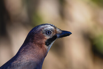 Close-up of a bird with a sharp beak and detailed plumage against a blurred background.