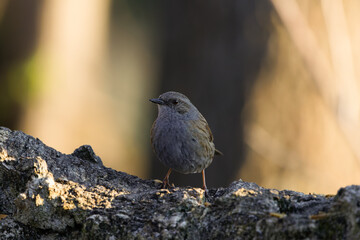 A dunnock (prunella modularis) perched on a textured rock with a blurred natural background.