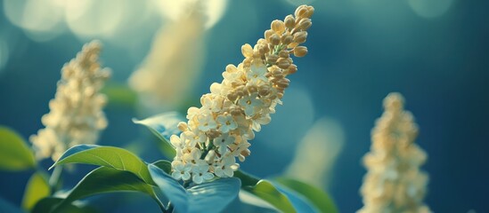 Fototapeta premium White lilac blooms garden sunlight bokeh