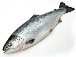 Naklejka premium Fresh Whole Salmon on White Background