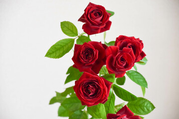 赤い薔薇