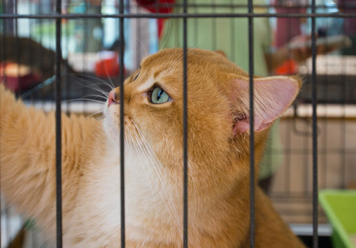 Orange cat in a cage. Selective focus on the eye.