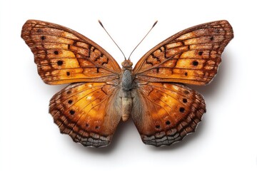 Naklejka premium Orange Butterfly with Black Spots