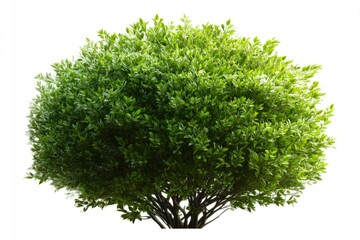 Green Bush Isolated on White Background