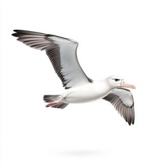 Albatross Majestic Flight