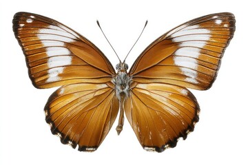 Fototapeta premium Butterfly with Brown and White Wings on White Background