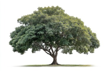 Fototapeta premium Green Tree on White Background