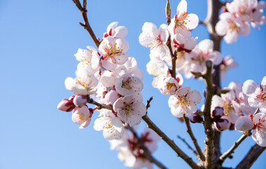 plum blossoms