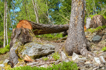 Ein frisch gef&auml;llter Baum liegt im Wald