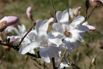 Obraz premium Large white magnolia flowers on a nearby branch. Pure white color. Flower buds on a tree branch in the garden on a soft green background in spring. Spring blooming of nature.