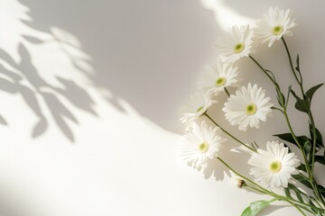 White Daisies with Sunlight Shadows
