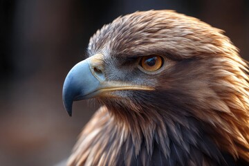 Eagle Head Close Up Profile View