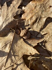 Close-up of fallen oak leaves in various shades of brown and an acorn lying amongst them. Texture...