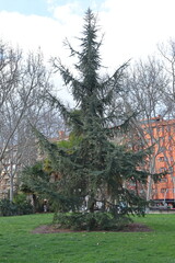 An impressive cedar of Lebanon planted in a Madrid park