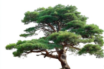 Green Tree on White Background