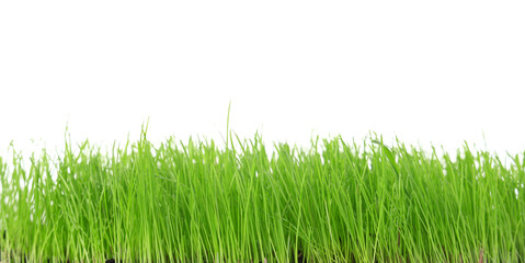 Green fresh wheatgrass on white background