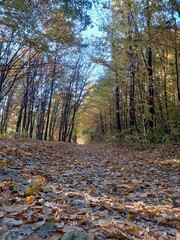 An autumn forest path covered with a layer of fallen yellow and brown leaves. Trees with colorful leaves stretch along the path, creating a cozy atmosphere of an autumn day