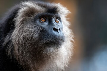 Obraz premium Lion Tailed Macaque Portrait, Looking Up