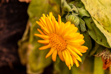 Calendula officinalis pertenece a la familia de Asteraceae.