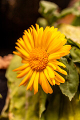 Calendula officinalis pertenece a la familia de Asteraceae.