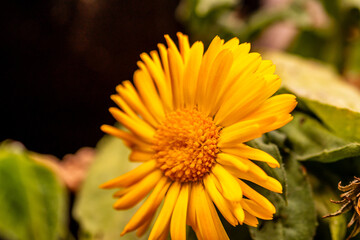 Calendula officinalis pertenece a la familia de Asteraceae.