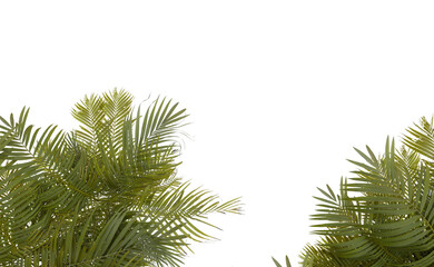 Lush palm fronds against black background © omkuhh