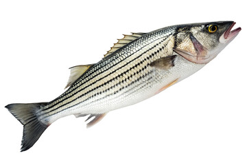 Fresh Striped Bass on Ice
