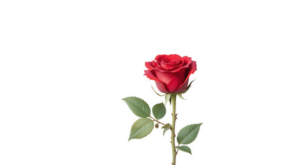 Fototapeta premium Watercolor illustration of a vibrant red rose with green leaves on a transparent background. Concept of beauty and nature in floral design.