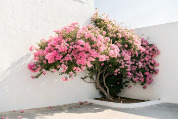Pink Bougainvillea on White Wall
