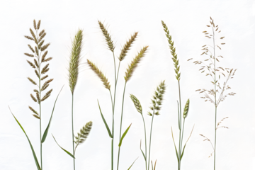 Abstract Grass Illustration
