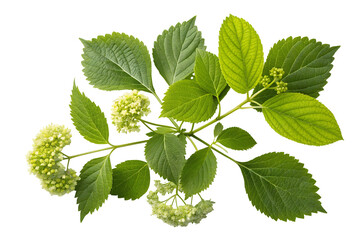 Green Hydrangea Leaves and Flowers