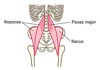 腸腰筋、大腰筋、腸骨筋、股関節を屈曲する筋肉