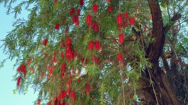 Callistemon viminalis plant with green and red leaves citrius also referred to as Callistemon viminalis in Australia and commonly known as weeping bottlebrush or creek bottlebrush