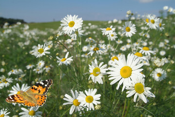 Distelfalter im Margeritenfeld