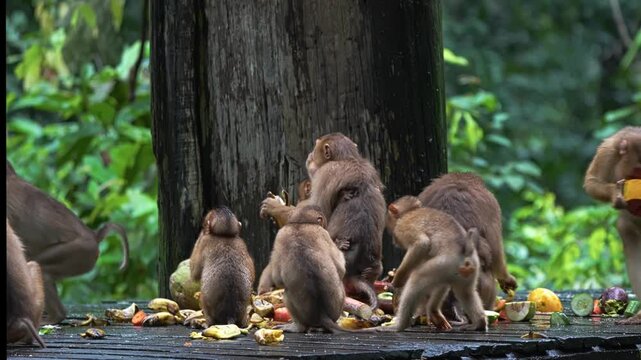 Group Of Southern Pig-tailed Macaques Feasting On Scattered Fruits On Wooden Platform In Rainforest In Sabah, Malaysia. wide shot, slow motion