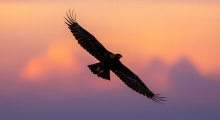 Naklejka premium Soaring Eagle Against Sunset Sky