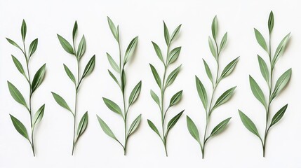 Obraz premium Fresh green leaves arranged on a white background