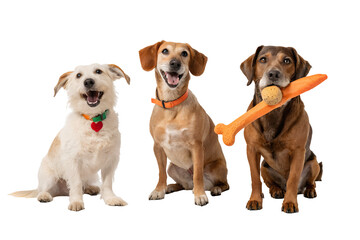 Cute Dogs with Toys and Chewing Bones