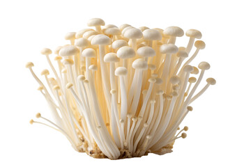 Cluster of Enoki Mushrooms