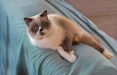 British bicolor shorthair blue point cat lying on the couch.