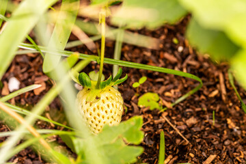 Fragaria × ananassa pertenece a la familia de Rosaceae.
